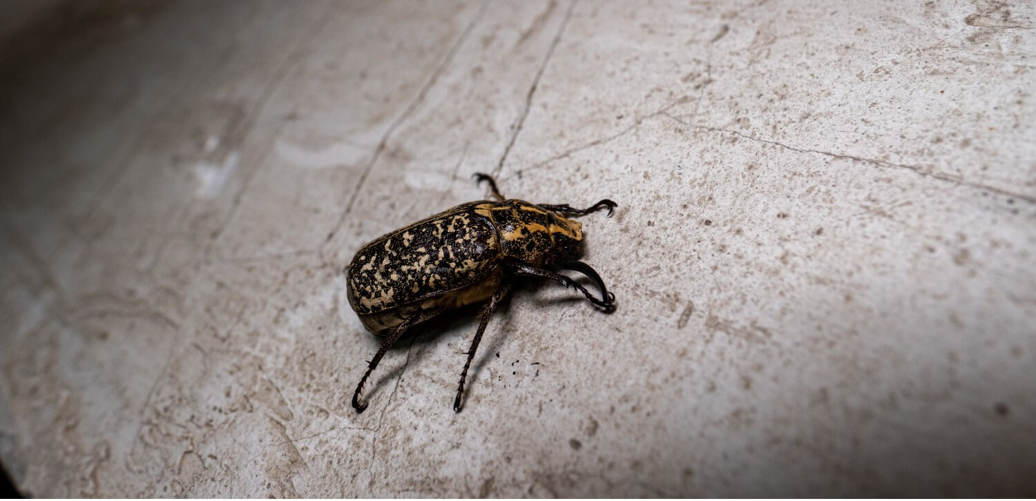 Early Signs of Bed Bugs